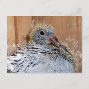 Baby Homing Taube Postcard Postkarte
