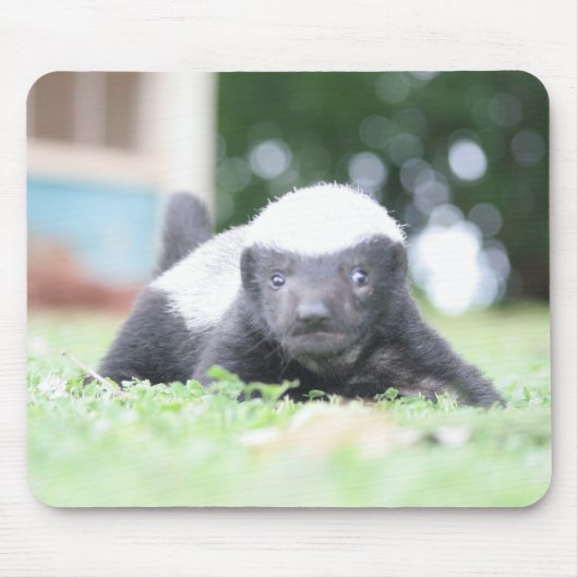Baby-Honigdachs Mousepad (Vorne)