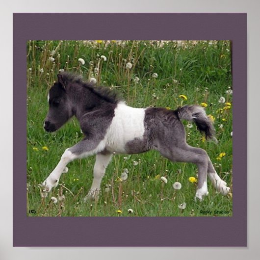 Baby Horse Poster (Vorne)