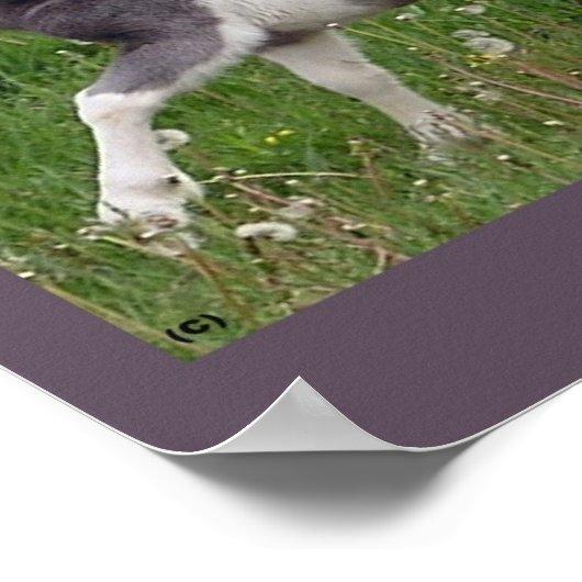 Baby Horse Poster #2 (Ecke)