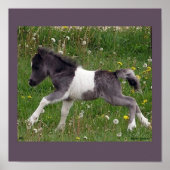 Baby Horse Poster #2 (Vorne)