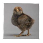 Baby-Huhn Fliese (Vorderseite)