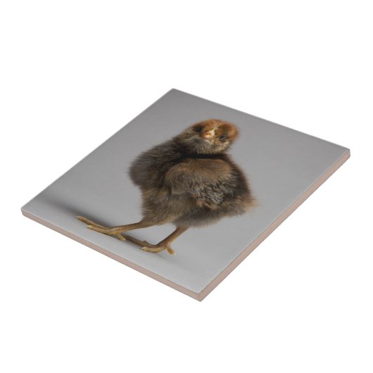 Baby-Huhn Fliese (Seite)