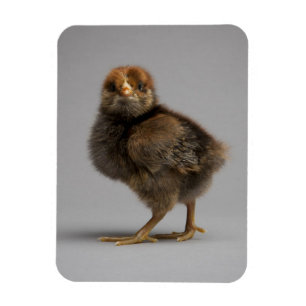 Baby-Huhn Magnet