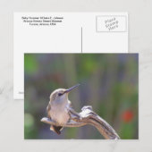 Baby Hummingbird Postkarte (Vorne/Hinten)