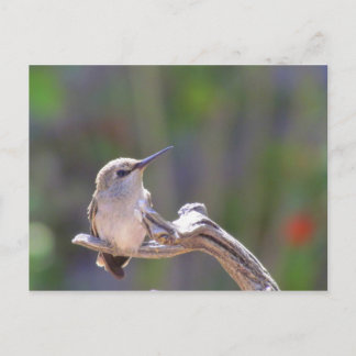 Baby Hummingbird Postkarte