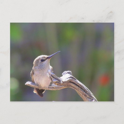 Baby Hummingbird Postkarte (Vorderseite)