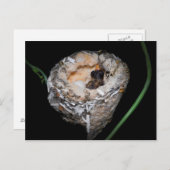 Baby Hummingbird Postkarte (Vorne/Hinten)