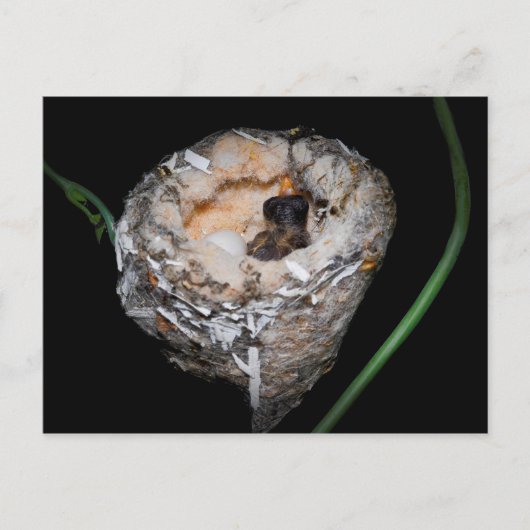 Baby Hummingbird Postkarte (Vorderseite)