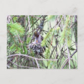 Baby Hummingbirds in einem Nest Postkarte (Vorderseite)