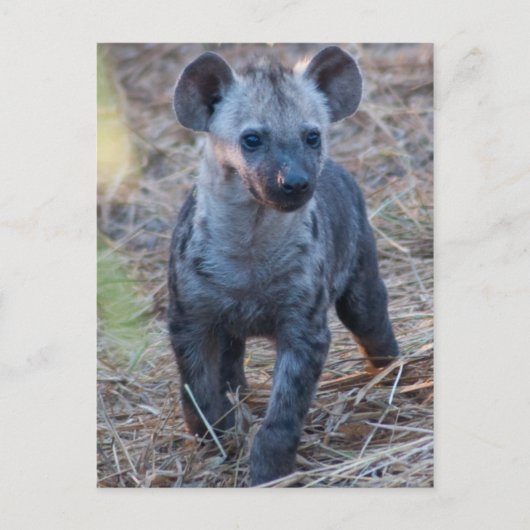 Baby Hyena Postcard Postkarte (Vorderseite)