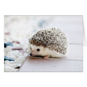 Baby Igel (Vorderseite (Horizontal))