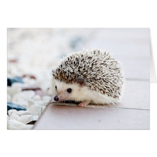 Baby Igel (Vorderseite (Horizontal))