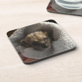 Baby-Igel auf Untersetzer aus leerer Plastik (Linke Seite)