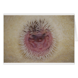 Baby Igel Ball