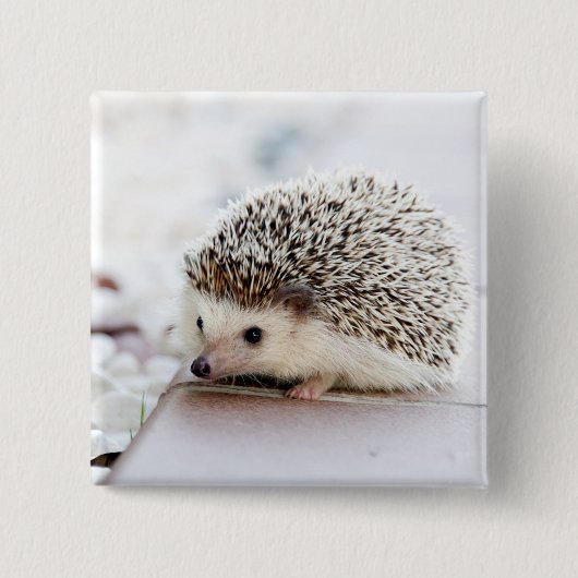 Baby Igel Button (Vorderseite)