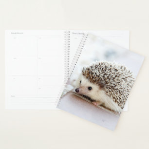 Baby Igel Planer