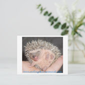Baby Igel Postcard Postkarte (Stehend Vorderseite)
