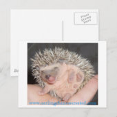Baby Igel Postcard Postkarte (Vorne/Hinten)