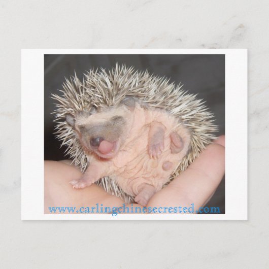 Baby Igel Postcard Postkarte (Vorderseite)