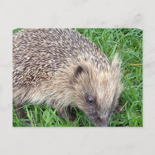Baby Igel Postcard Postkarte