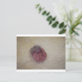 Baby Igel Postkarte (Stehend Vorderseite)