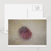 Baby Igel Postkarte (Vorne/Hinten)