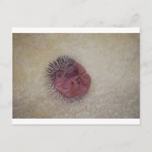 Baby Igel Postkarte (Vorderseite)