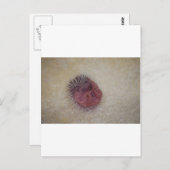 Baby Igel Postkarte (Vorne/Hinten)