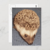 Baby Igel Postkarte (Vorne/Hinten)