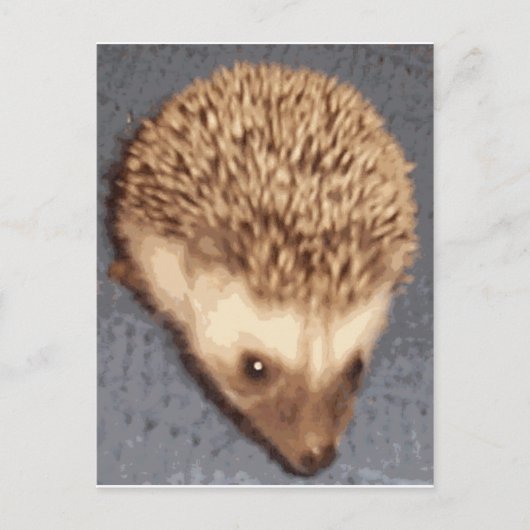Baby Igel Postkarte (Vorderseite)