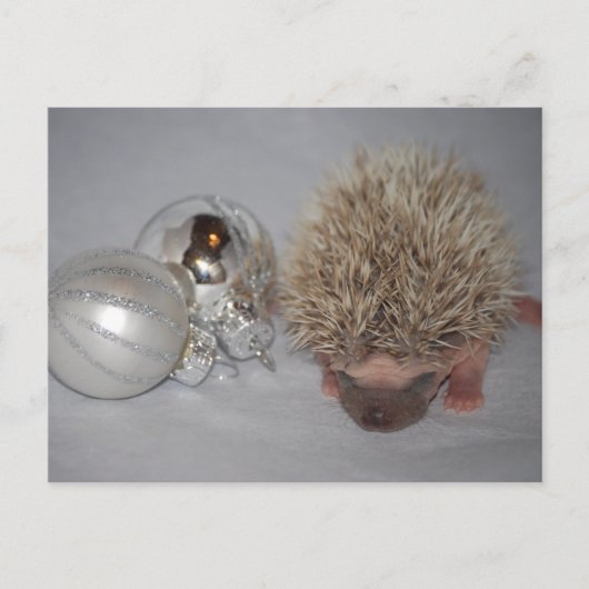 Baby Igel Weihnachtskarte Feiertagspostkarte (Vorderseite)