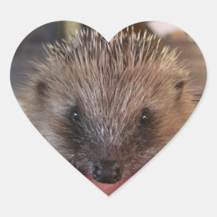 Baby-Igels-Aufkleber Herz-Aufkleber