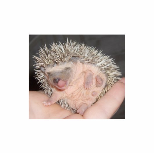 Baby-Igels-Skulptur Freistehende Fotoskulptur (Vorne)