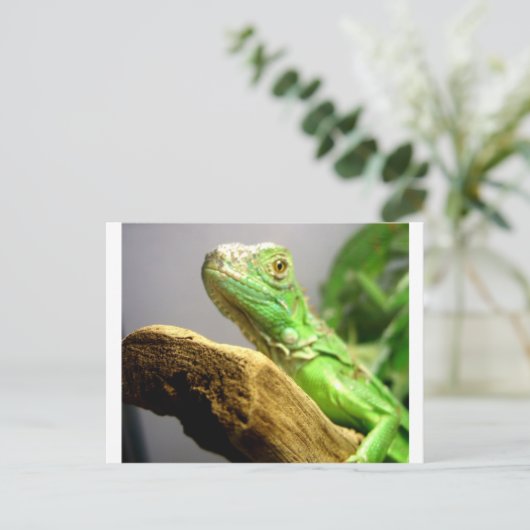 Baby Iguana Postkarte (Stehend Vorderseite)