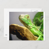 Baby Iguana Postkarte (Vorne/Hinten)