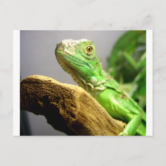Baby Iguana Postkarte (Vorderseite)