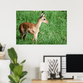 Baby impala in grünem Gras Poster (Heimbüro)