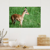 Baby impala in grünem Gras Poster (Küche)