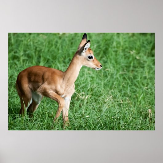 Baby impala in grünem Gras Poster (Vorne)