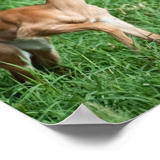 Baby Impala Poster (Ecke)