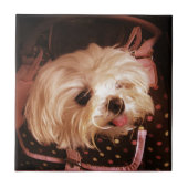 Baby in einer Tasche aus maltesischen Welpenstapel Fliese (Vorderseite)