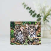 Baby Jaguar Cubs Postkarte (Stehend Vorderseite)