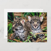 Baby Jaguar Cubs Postkarte (Vorne/Hinten)