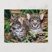Baby Jaguar Cubs Postkarte (Vorderseite)