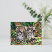 Baby Jaguars Postkarte (Stehend Vorderseite)