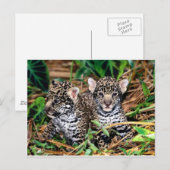 Baby Jaguars Postkarte (Vorne/Hinten)