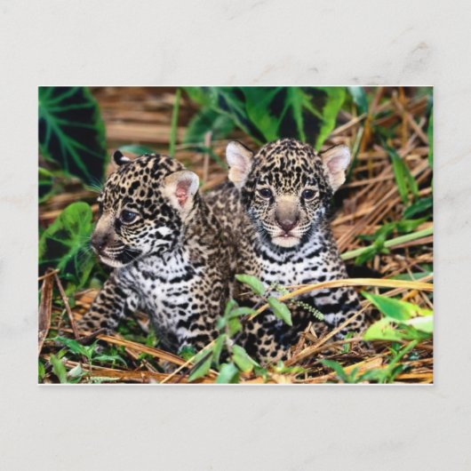 Baby Jaguars Postkarte (Vorderseite)