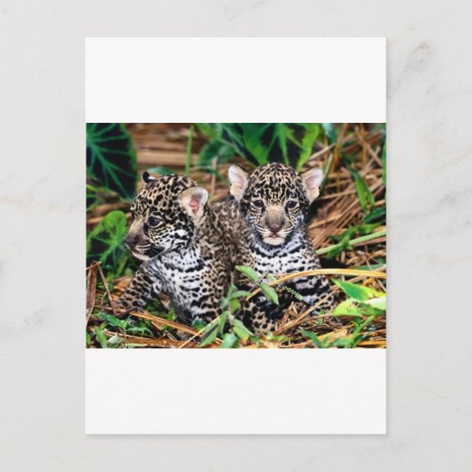 Baby Jaguars Postkarte (Vorderseite)