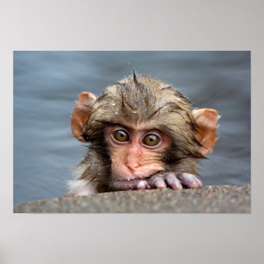 Baby Japanisch Macaque | Jigokudani Yaen-Koen Poster (Vorne)